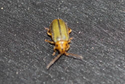Réf. 227 277 : Xanthogaleruca luteola